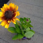 Rudbeckia SmileyZ Kissing Rudbekia błyskotliwa-Rośliny od Ogrodnika Szkółka Barcikowscy