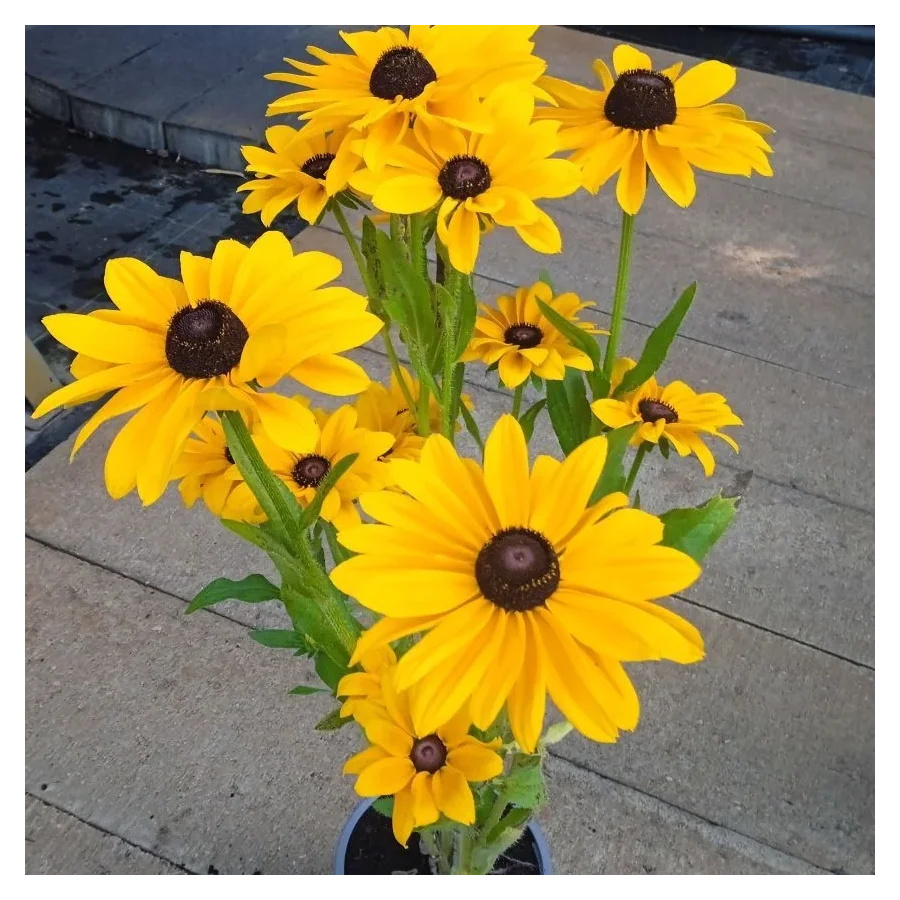 Rudbeckia SmileyZ BIg  Luck Rudbekia błyskotliwa-Rośliny od Ogrodnika Szkółka Barcikowscy