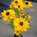 Rudbeckia SmileyZ BIg  Luck Rudbekia błyskotliwa-Rośliny od Ogrodnika Szkółka Barcikowscy