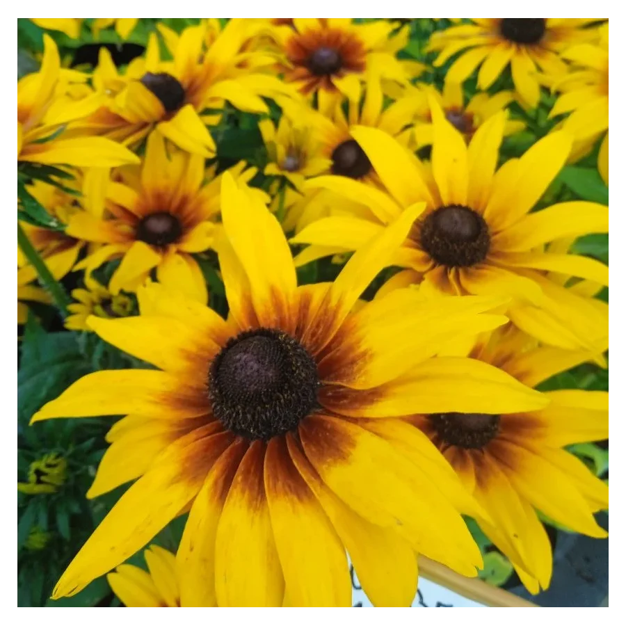 Rudbeckia x hybrida SmileyZ Grace Rudbekia- Rośliny od Ogrodnika Szkółka Barcikowscy