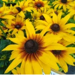 Rudbeckia x hybrida SmileyZ Grace Rudbekia- Rośliny od Ogrodnika Szkółka Barcikowscy