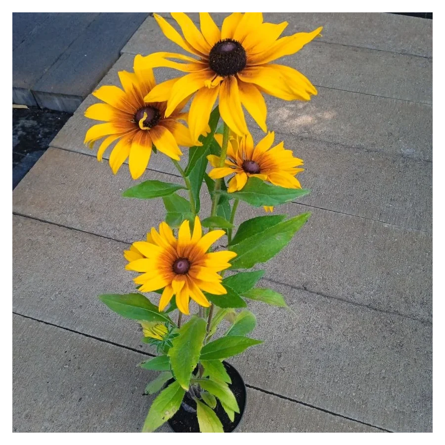 Rudbeckia x hybrida SmileyZ Grace Rudbekia- Rośliny od Ogrodnika Szkółka Barcikowscy