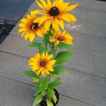 Rudbeckia x hybrida SmileyZ Grace Rudbekia- Rośliny od Ogrodnika Szkółka Barcikowscy