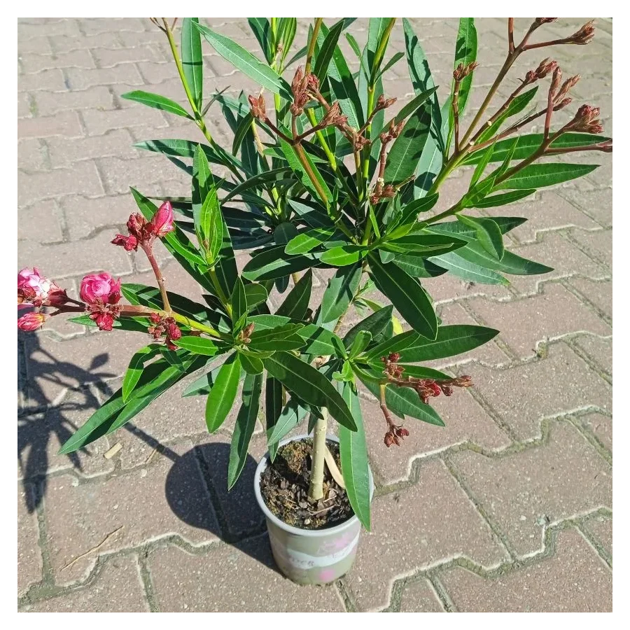 Oleander- Rośliny od Ogrodnika Szkółka Barcikowscy