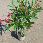 Oleander- Rośliny od Ogrodnika Szkółka Barcikowscy