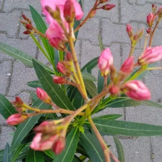 Oleander- Rośliny od Ogrodnika Szkółka Barcikowscy