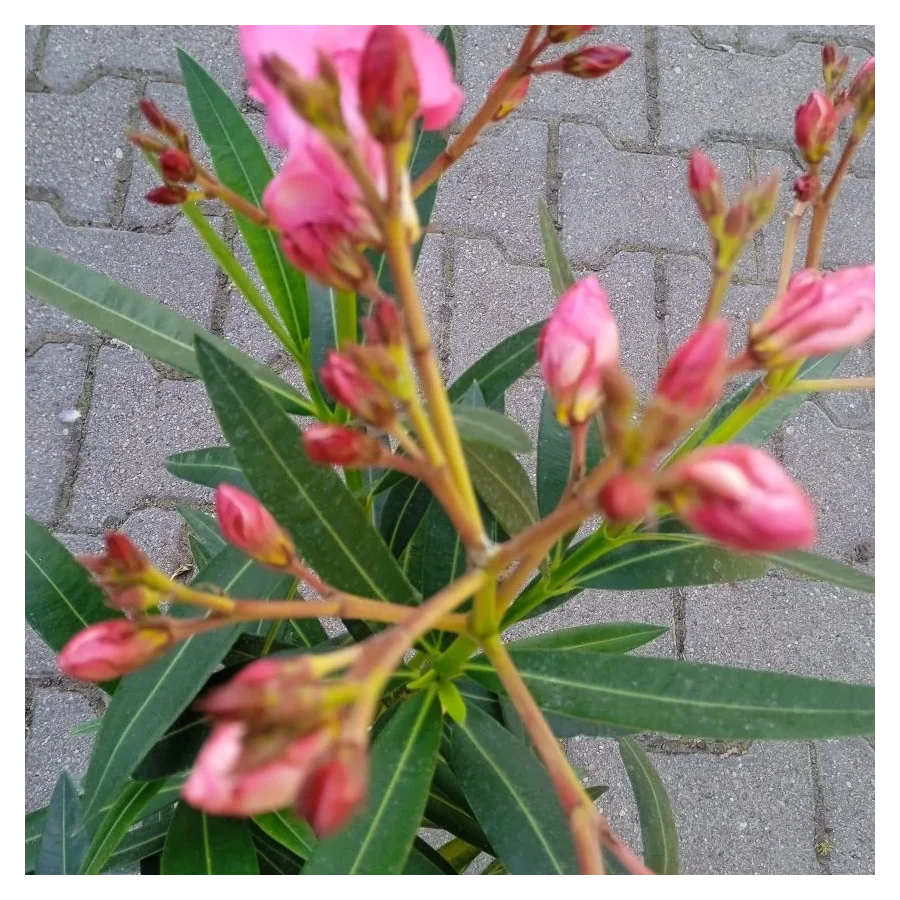 Oleander- Rośliny od Ogrodnika Szkółka Barcikowscy