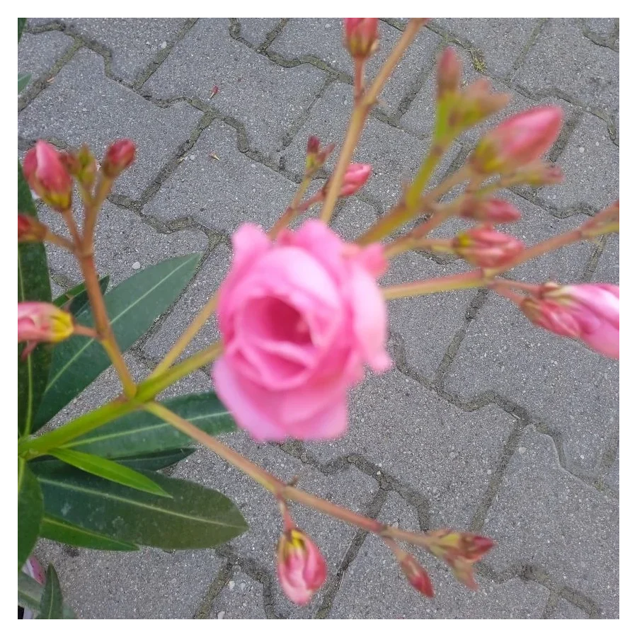 Oleander- Rośliny od Ogrodnika Szkółka Barcikowscy