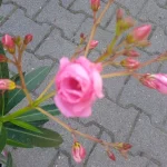 Oleander- Rośliny od Ogrodnika Szkółka Barcikowscy