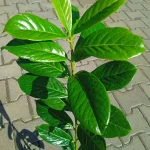 Prunus laurocerasus  Laurowiśnia wschodnia- Rośliny od Ogrodnika Szkółka Barcikowscy