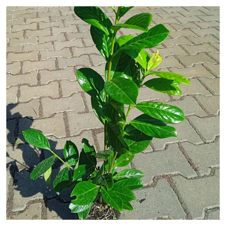 Prunus laurocerasus  Laurowiśnia wschodnia- Rośliny od Ogrodnika Szkółka Barcikowscy
