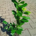 Prunus laurocerasus  Laurowiśnia wschodnia- Rośliny od Ogrodnika Szkółka Barcikowscy