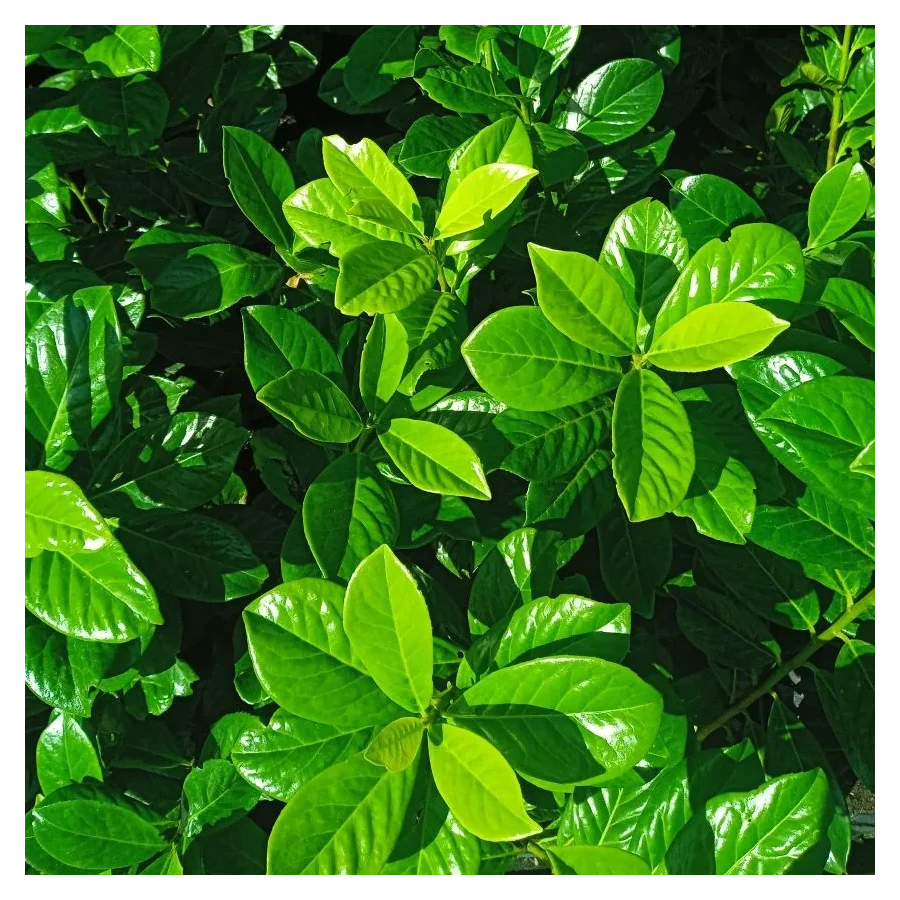 Prunus laurocerasus  Laurowiśnia wschodnia- Rośliny od Ogrodnika Szkółka Barcikowscy