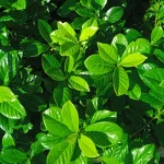 Prunus laurocerasus  Laurowiśnia wschodnia- Rośliny od Ogrodnika Szkółka Barcikowscy