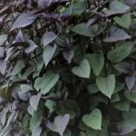 Eupatorium Chocolate Sadziec - Rośliny od Ogrodnika Szkółka Barcikowscy