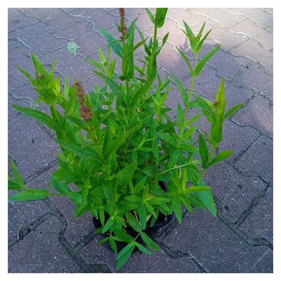 Lythrum salicaria Robert Krwawnica pospolita- Rośliny od Ogrodnika Szkółka Barcikowscy