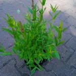 Lythrum salicaria Robert Krwawnica pospolita- Rośliny od Ogrodnika Szkółka Barcikowscy