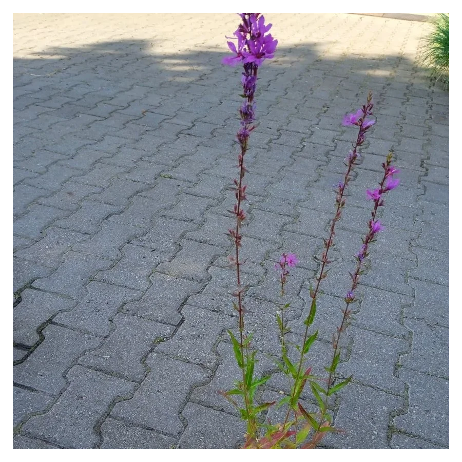 Lythrum virgatum Dropmore Purple Krwawnica rózgowata- Rośliny od Ogrodnika Szkółka Barcikowscy