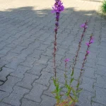 Lythrum virgatum Dropmore Purple Krwawnica rózgowata- Rośliny od Ogrodnika Szkółka Barcikowscy