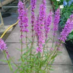 Lythrum Salicaria Krwawnica pospolita- Rośliny od Ogrodnika Szkółka Barcikowscy