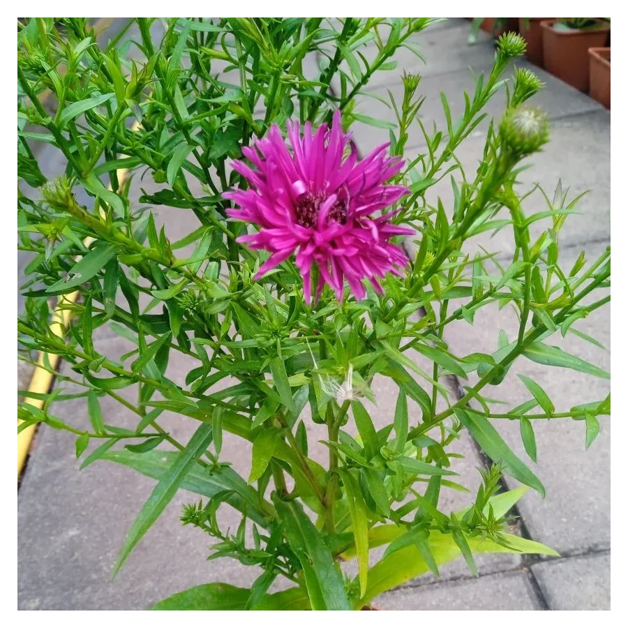Aster dumosus Jenny Aster krzaczasty- Rośliny od Ogrodnika Szkółka Barcikowscy