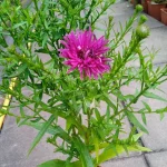 Aster dumosus Jenny Aster krzaczasty- Rośliny od Ogrodnika Szkółka Barcikowscy