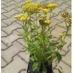 Achillea millefolium Skysail Yellow Krwawnik pospolity - Rośliny od Ogrodnika Szkółka Barcikowscy