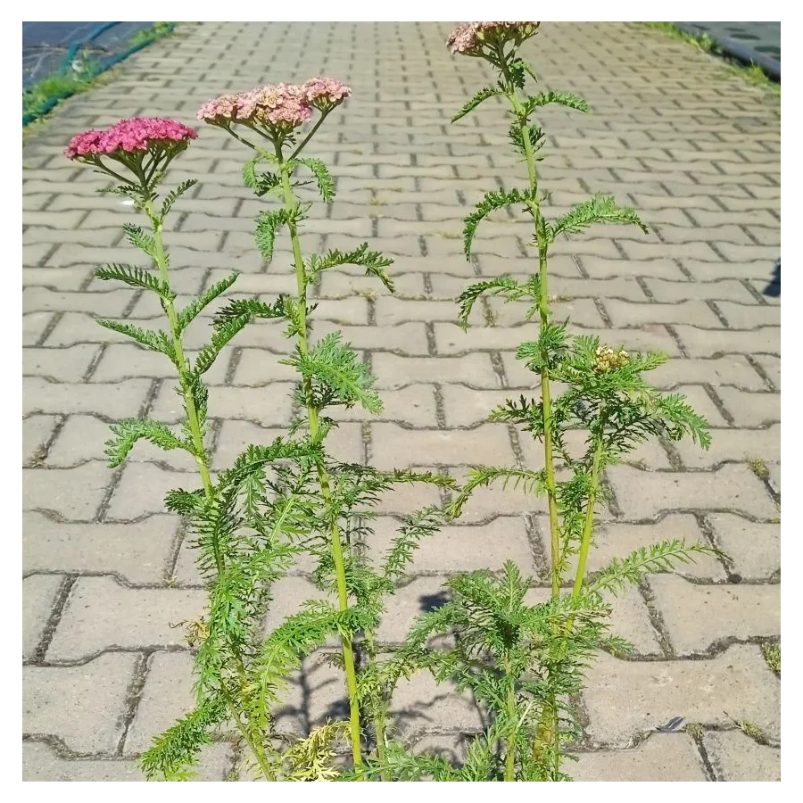 Achillea millefolium Sassy Summer Taffy Krwawnik- Rośliny od Ogrodnika Szkółka Barcikowscy