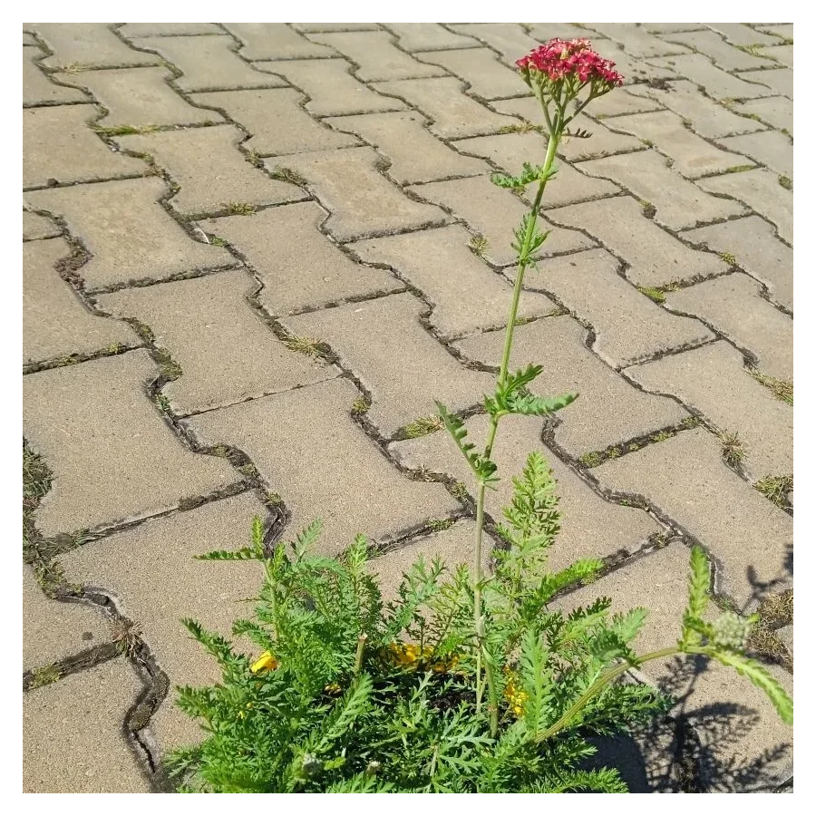 Achillea millefolium Paprika Krwawnik pospolity- Rośliny od Ogrodnika Szkółka Barcikowscy