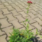 Achillea millefolium Paprika Krwawnik pospolity- Rośliny od Ogrodnika Szkółka Barcikowscy