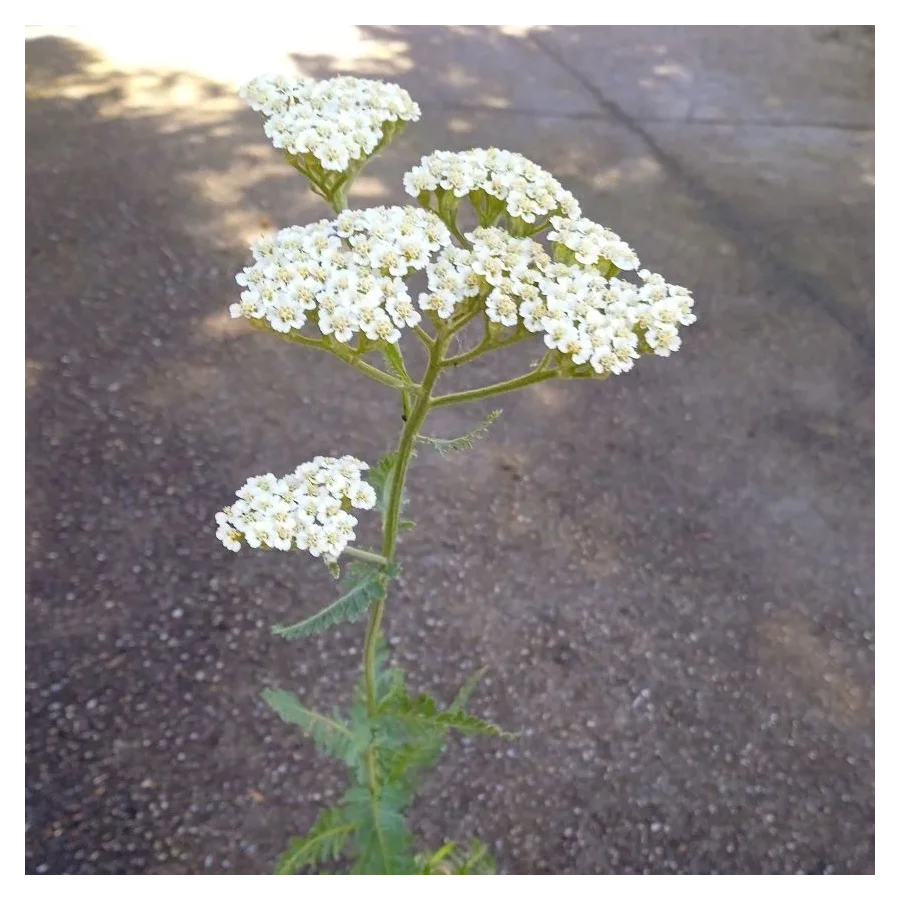 Achillea millefolium Alabaster Krwawnik Pospolity- Rośliny od Ogrodnika Szkółka Barcikowscy