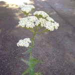 Achillea millefolium Alabaster Krwawnik Pospolity- Rośliny od Ogrodnika Szkółka Barcikowscy