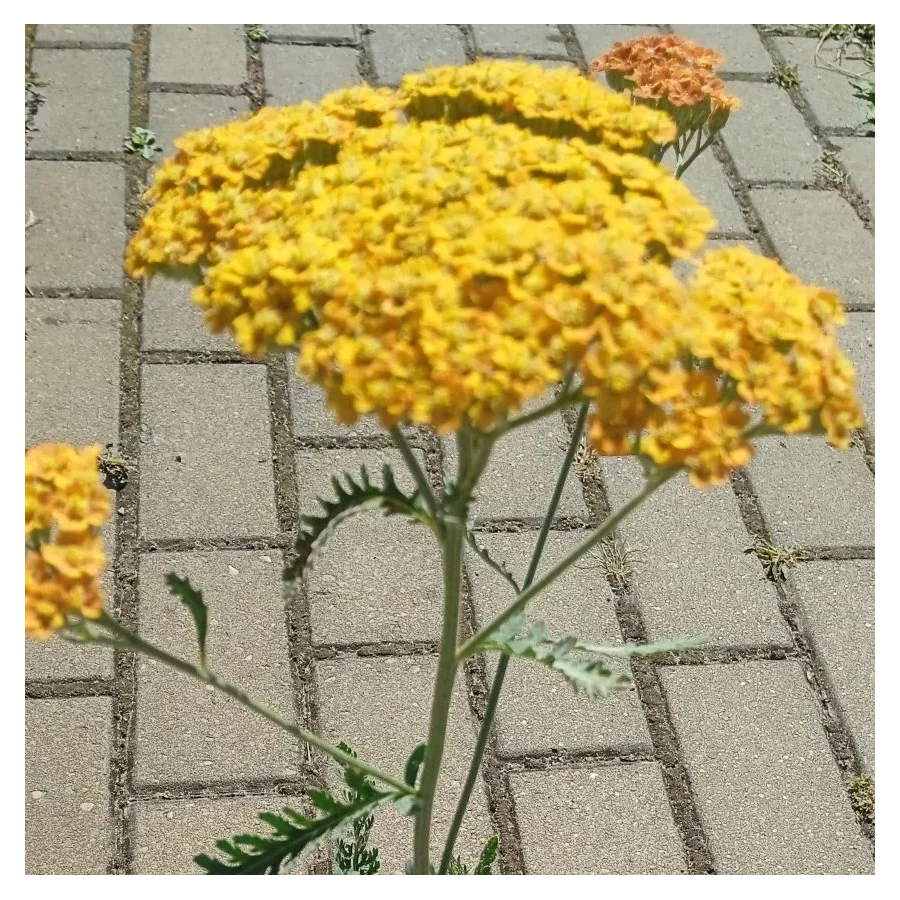 Achillea millefolium Terracotta Krwawnik pospolity - Rośliny od Ogrodnika Szkółka Barcikowscy