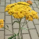 Achillea millefolium Terracotta Krwawnik pospolity - Rośliny od Ogrodnika Szkółka Barcikowscy
