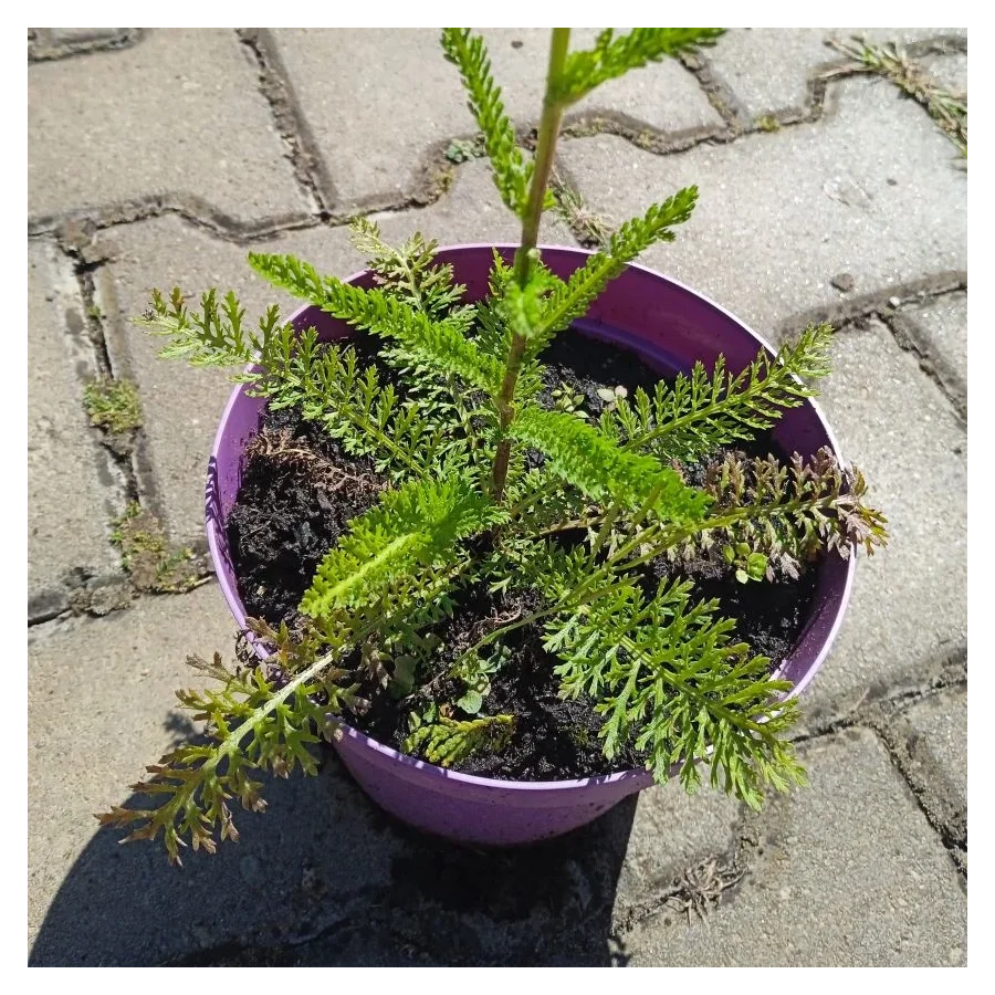 Achillea millefolium Apple Blossom Krwawnik pospolity- Rośliny od Ogrodnika Szkółka Barcikowscy