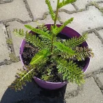 Achillea millefolium Apple Blossom Krwawnik pospolity- Rośliny od Ogrodnika Szkółka Barcikowscy