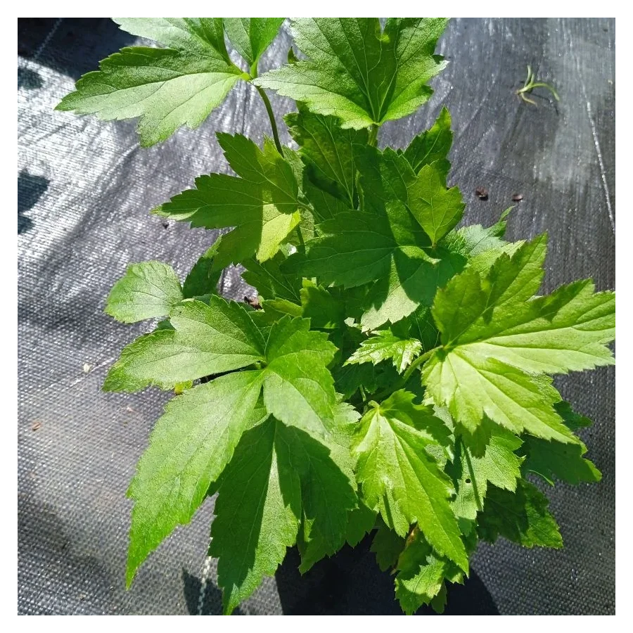 Anemone japonica Prinz Heinrich Zawilec japoński- Rośliny od Ogrodnika Szkółka Barcikowscy