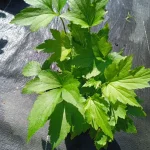 Anemone japonica Prinz Heinrich Zawilec japoński- Rośliny od Ogrodnika Szkółka Barcikowscy