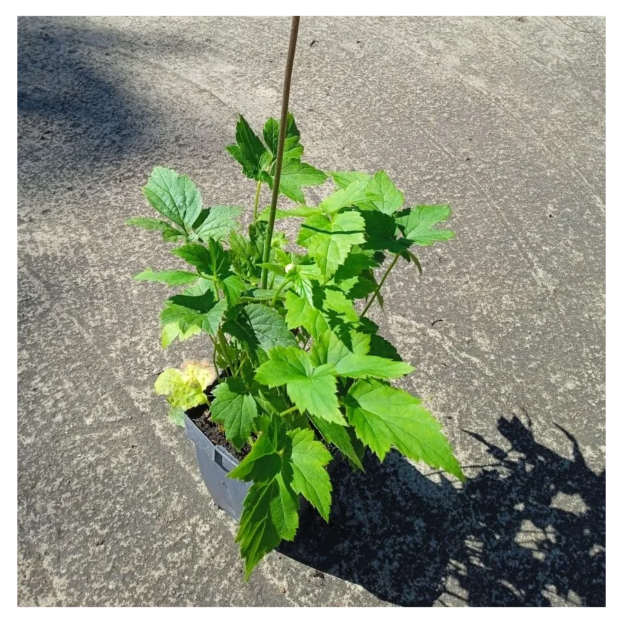 Anemone Garden Breeze Whirlwind Zawilec - Rośliny od Ogrodnika Szkółka Barcikowscy