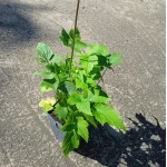 Anemone Garden Breeze Whirlwind Zawilec - Rośliny od Ogrodnika Szkółka Barcikowscy