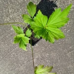 Anemone hupehensis Hadspen Abundance Zawilec chiński- Rośliny od Ogrodnika Szkółka Barcikowscy