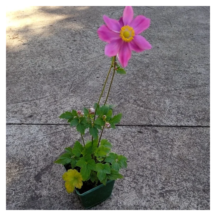 Anemone Summer Breeze Vibrant Pink Zawilec - Rośliny od Ogrodnika Szkółka Barcikowscy
