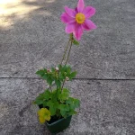 Anemone Summer Breeze Vibrant Pink Zawilec - Rośliny od Ogrodnika Szkółka Barcikowscy