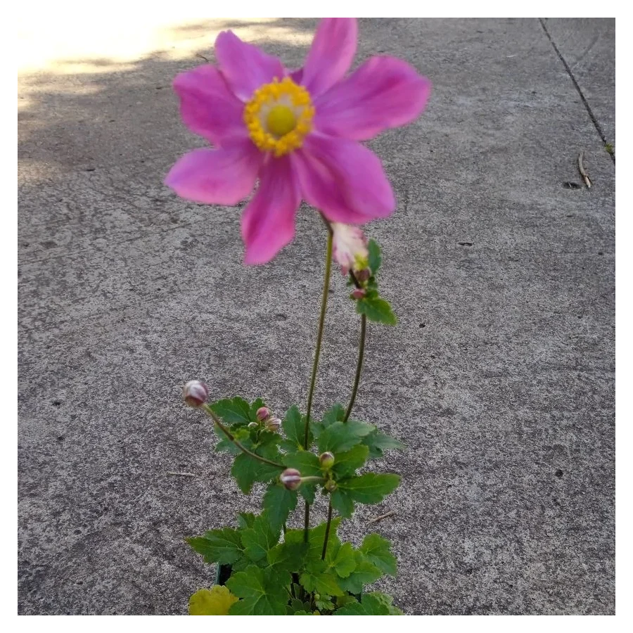 Anemone Margarete Zawilec japoński- Rośliny od Ogrodnika Szkółka Barcikowscy
