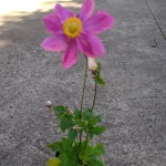 Anemone Margarete Zawilec japoński- Rośliny od Ogrodnika Szkółka Barcikowscy