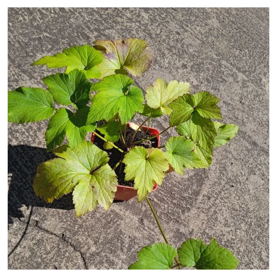 Anemone japonica Andrea Atkinson Zawilec japoński - Rośliny od Ogrodnika Szkółka Barcikowscy