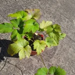 Anemone japonica Andrea Atkinson Zawilec japoński - Rośliny od Ogrodnika Szkółka Barcikowscy