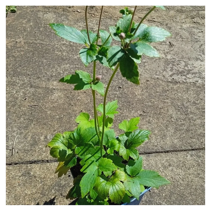 Anemone japonica Splendens Zawilec japoński- Rośliny od Ogrodnika Szkółka Barcikowscy