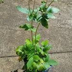 Anemone japonica Splendens Zawilec japoński- Rośliny od Ogrodnika Szkółka Barcikowscy