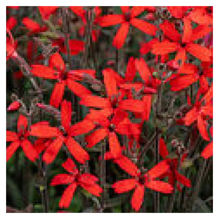 Silene virginiaca Burning Heart  Lepnica- Rośliny od Ogrodnika Szkółka Barcikowscy